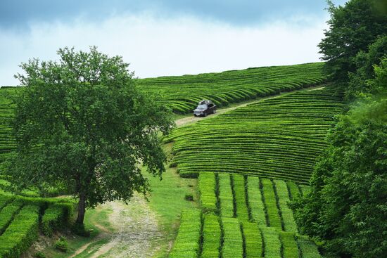 Matsesta tea plantation