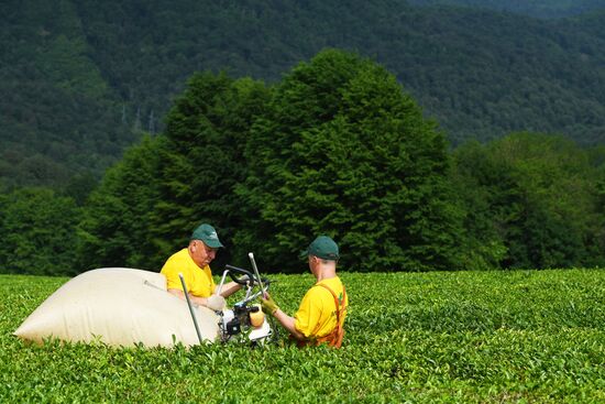 Matsesta tea plantation