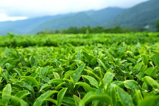 Matsesta tea plantation