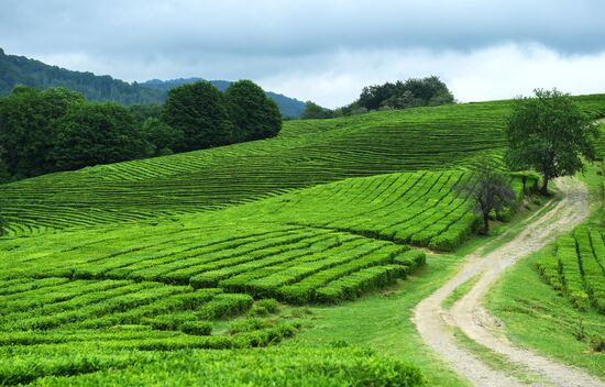 Matsesta tea plantation