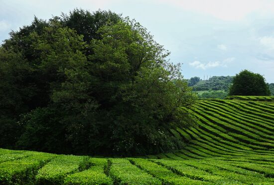 Matsesta tea plantation