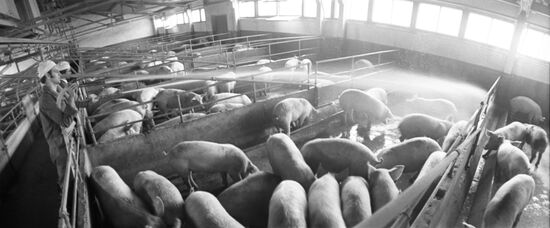 Belorussian cattle breeding