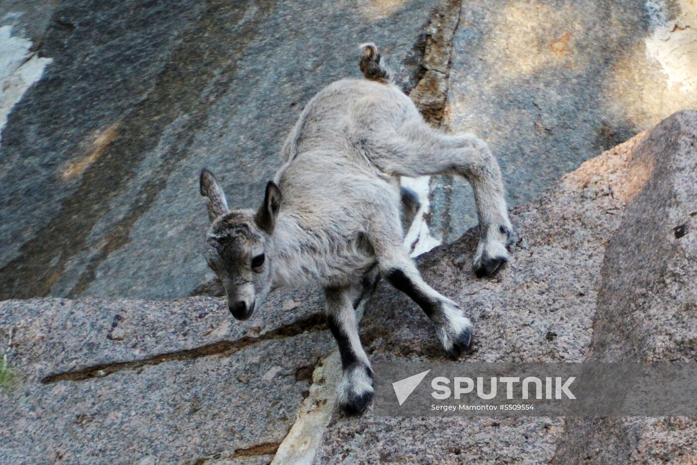 Meerkat and East Caucasian tur born at Moscow Zoo
