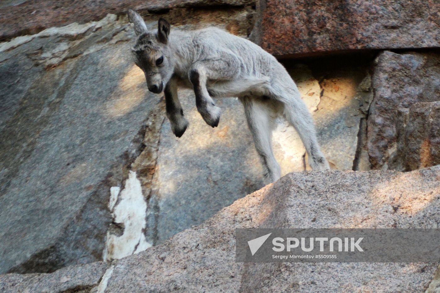 Meerkat and East Caucasian tur born at Moscow Zoo