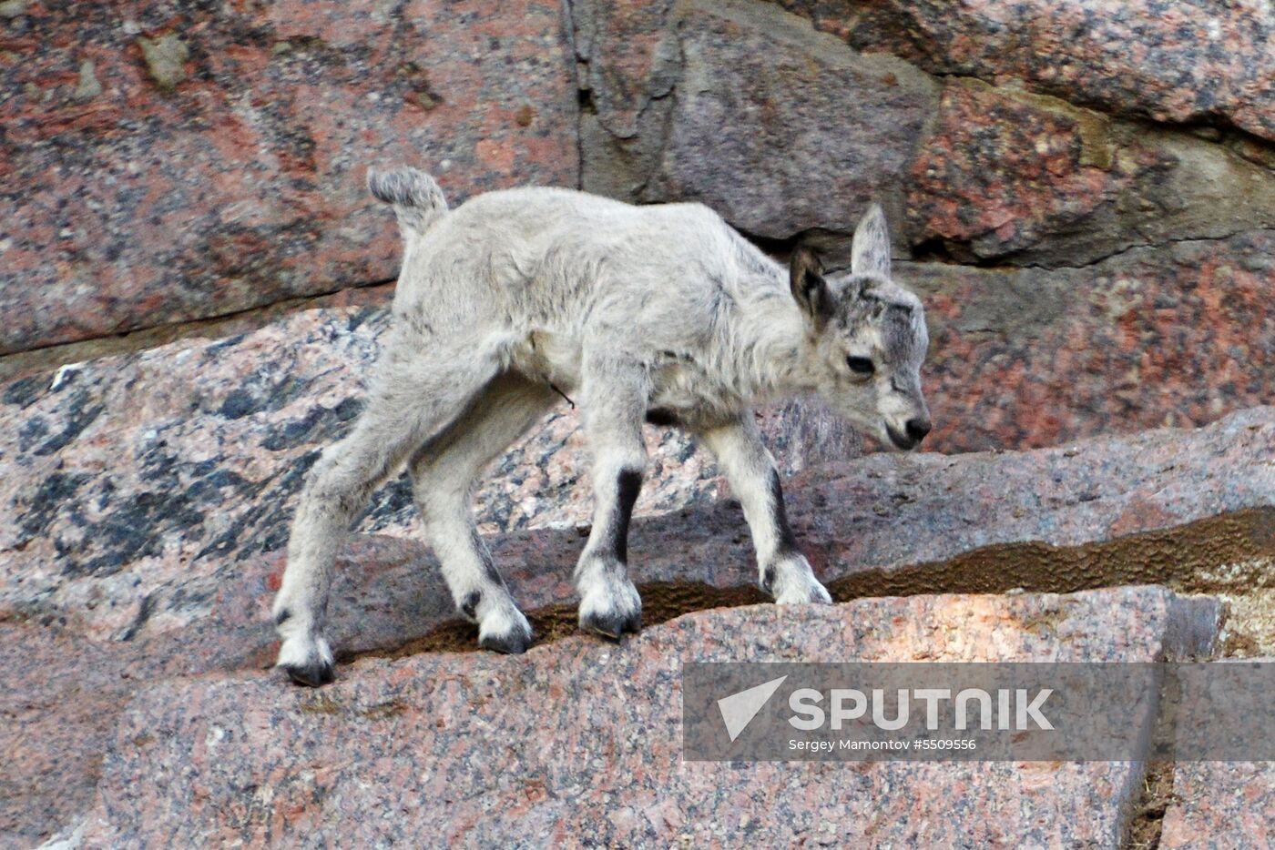 Meerkat and East Caucasian tur born at Moscow Zoo