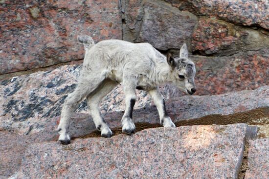 Meerkat and East Caucasian tur born at Moscow Zoo