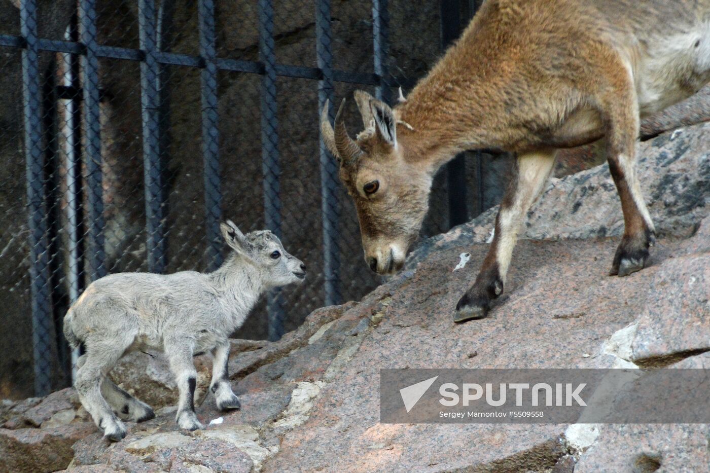 Meerkat and East Caucasian tur born at Moscow Zoo