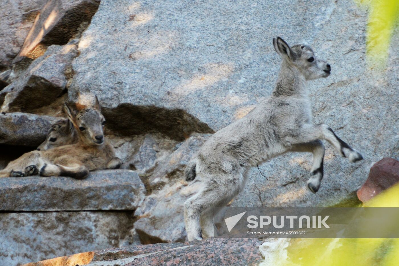 Meerkat and East Caucasian tur born at Moscow Zoo