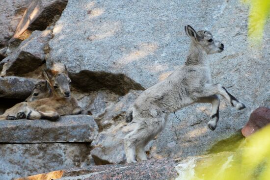 Meerkat and East Caucasian tur born at Moscow Zoo