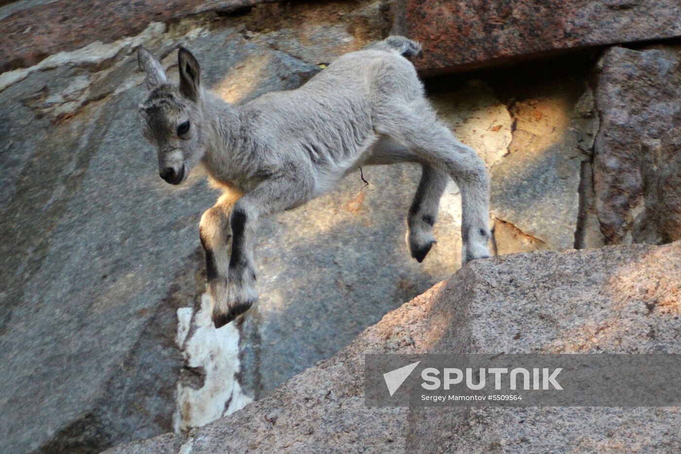 Meerkat and East Caucasian tur born at Moscow Zoo