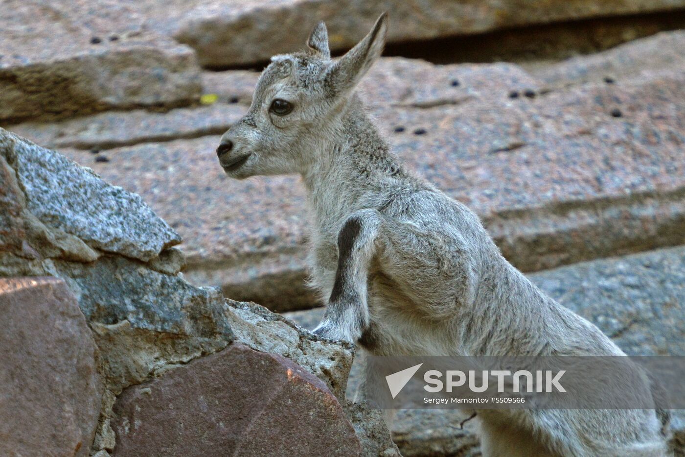 Meerkat and East Caucasian tur born at Moscow Zoo