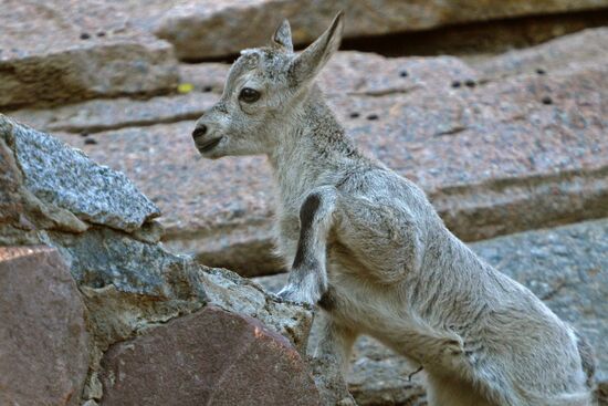 Meerkat and East Caucasian tur born at Moscow Zoo