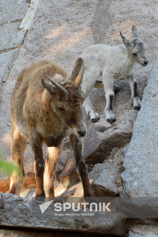 Meerkat and East Caucasian tur born at Moscow Zoo