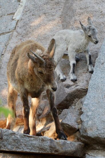 Meerkat and East Caucasian tur born at Moscow Zoo