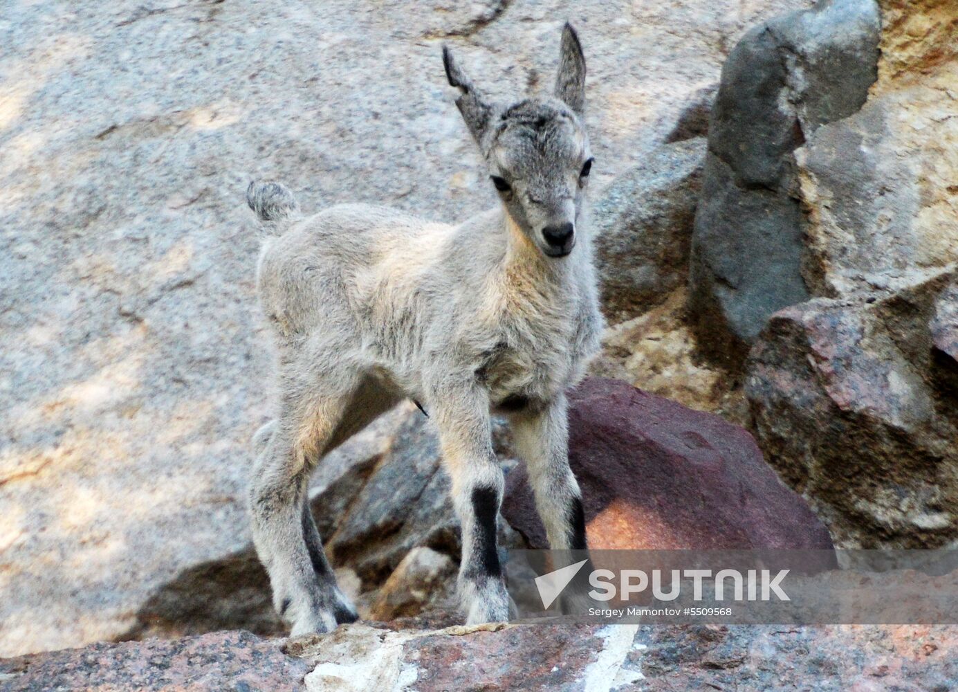 Meerkat and East Caucasian tur born at Moscow Zoo