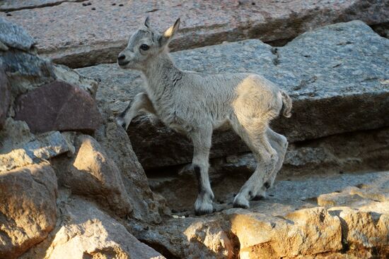 Meerkat and East Caucasian tur born at Moscow Zoo