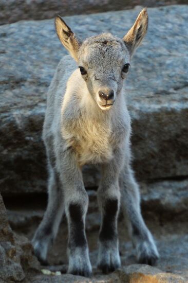 Meerkat and East Caucasian tur born at Moscow Zoo