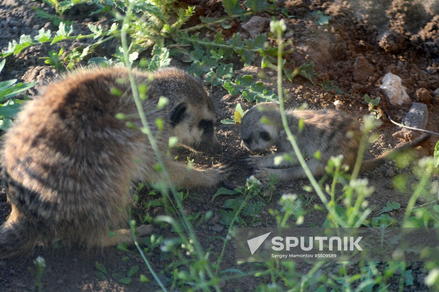 Meerkat and East Caucasian tur born at Moscow Zoo