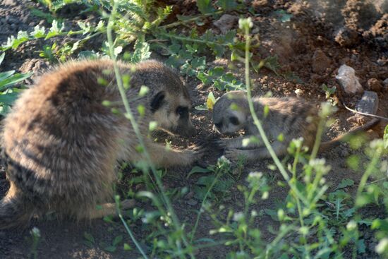 Meerkat and East Caucasian tur born at Moscow Zoo