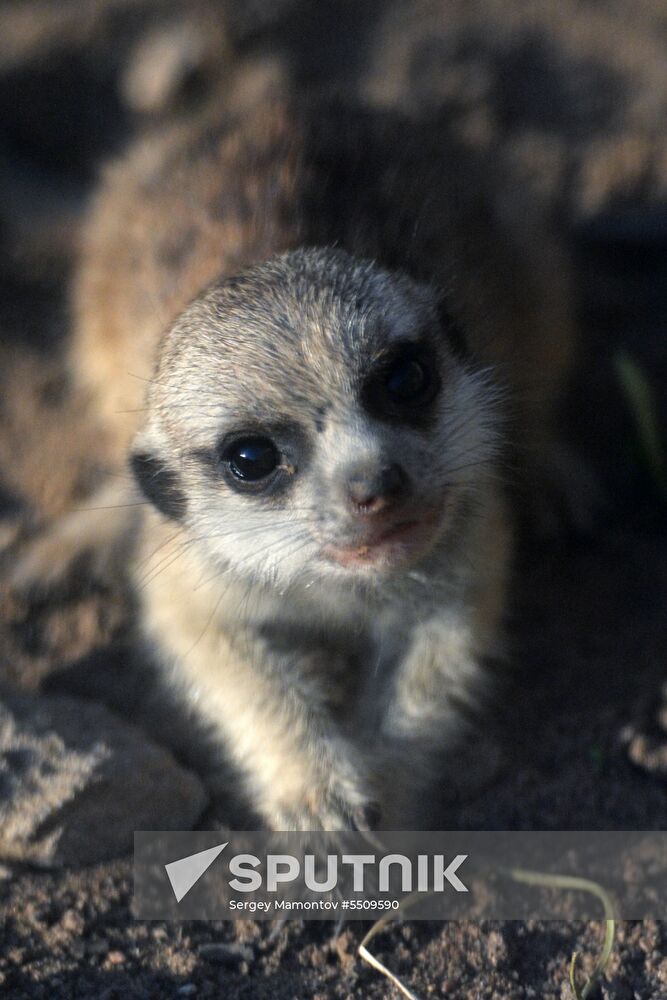 Meerkat and East Caucasian tur born at Moscow Zoo