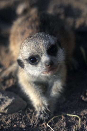 Meerkat and East Caucasian tur born at Moscow Zoo