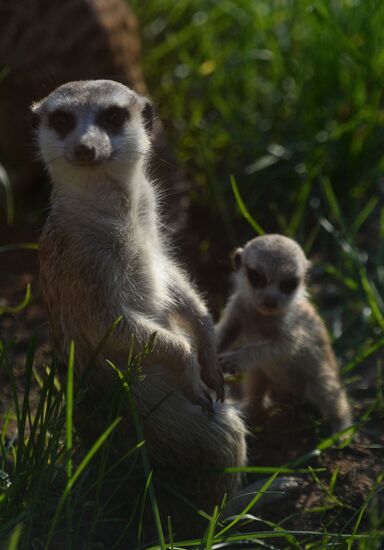 Meerkat and East Caucasian tur born at Moscow Zoo