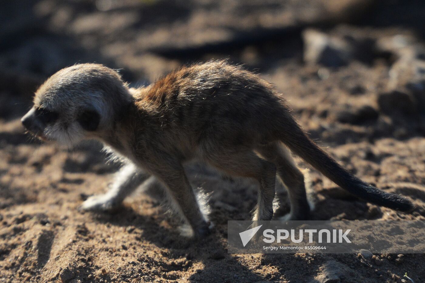 Meerkat and East Caucasian tur born at Moscow Zoo