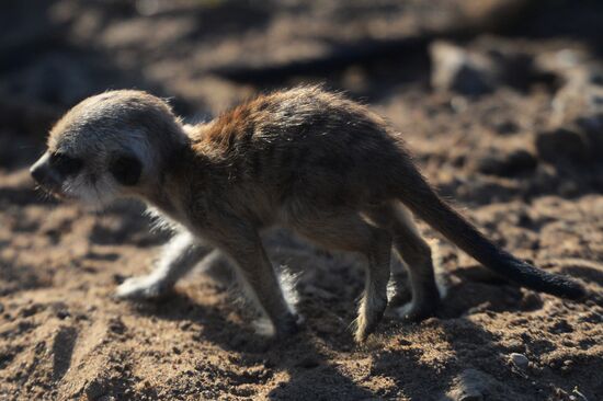 Meerkat and East Caucasian tur born at Moscow Zoo