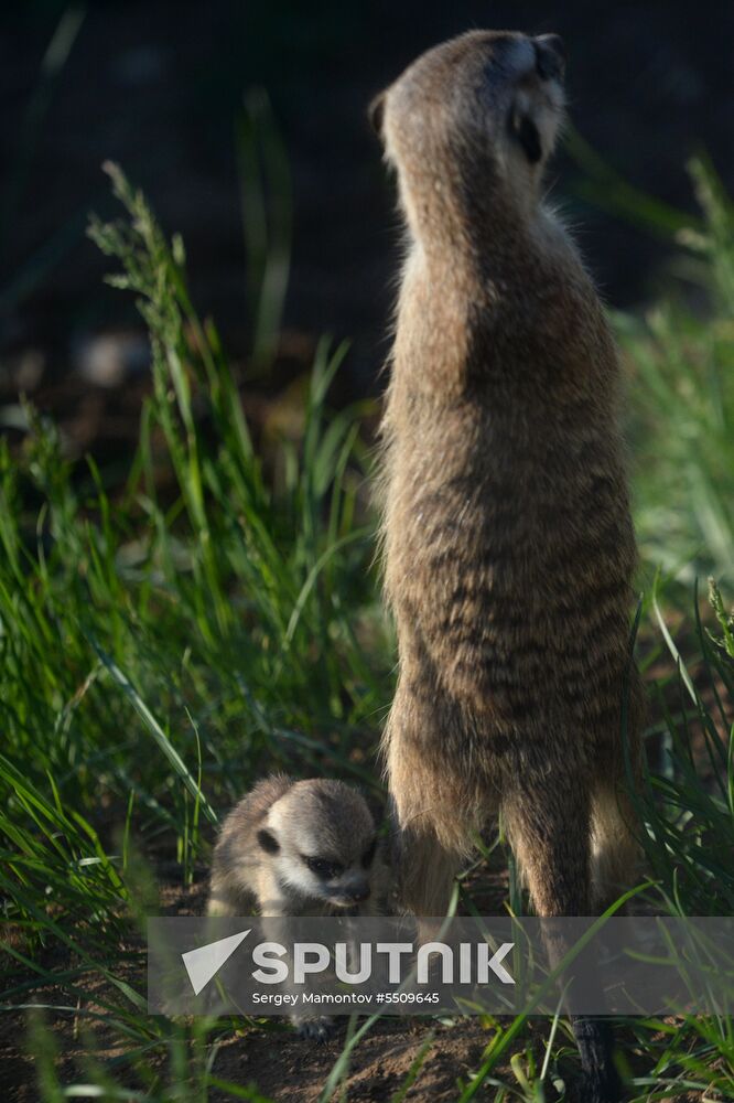 Meerkat and East Caucasian tur born at Moscow Zoo