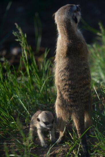 Meerkat and East Caucasian tur born at Moscow Zoo