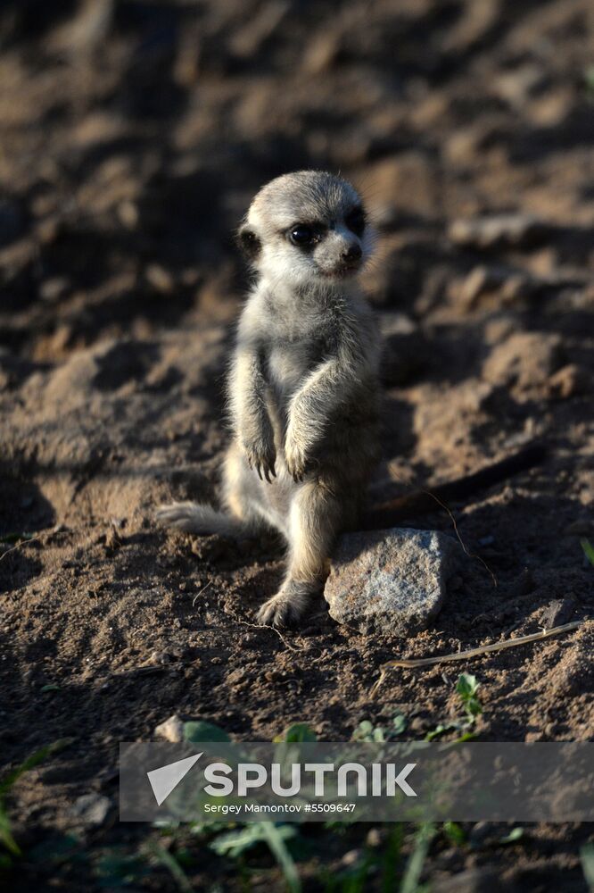 Meerkat and East Caucasian tur born at Moscow Zoo