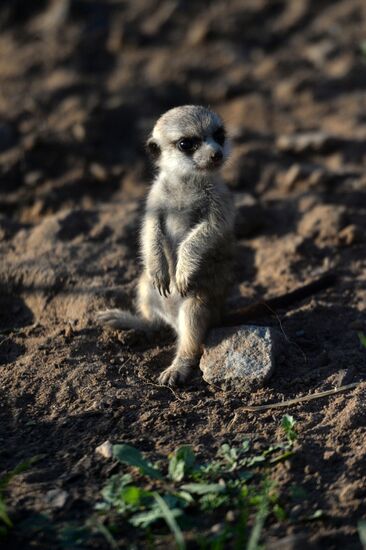 Meerkat and East Caucasian tur born at Moscow Zoo