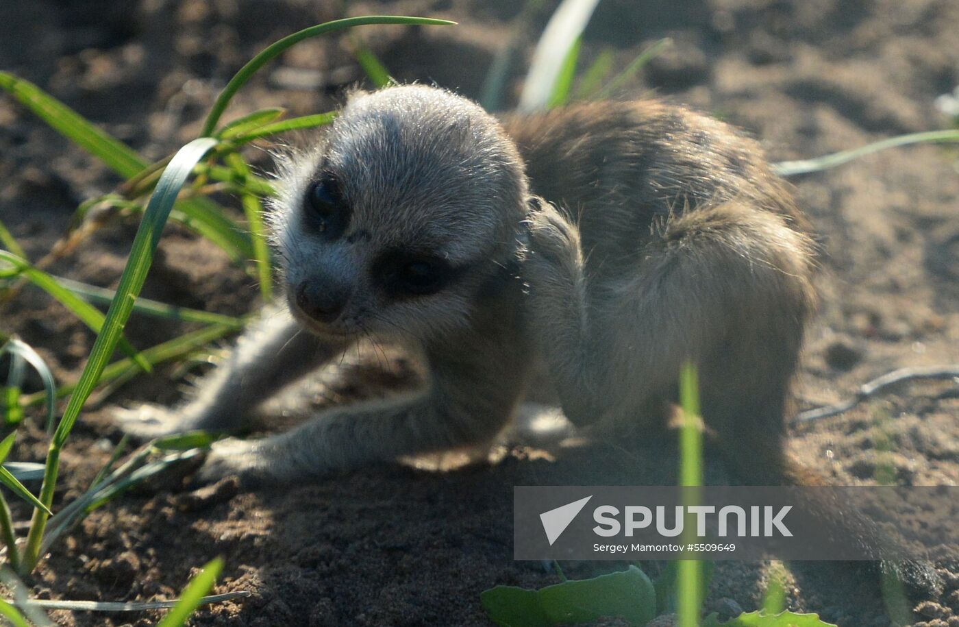 Meerkat and East Caucasian tur born at Moscow Zoo