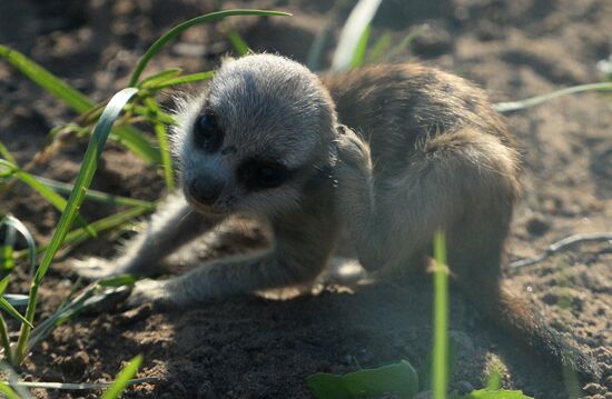 Meerkat and East Caucasian tur born at Moscow Zoo