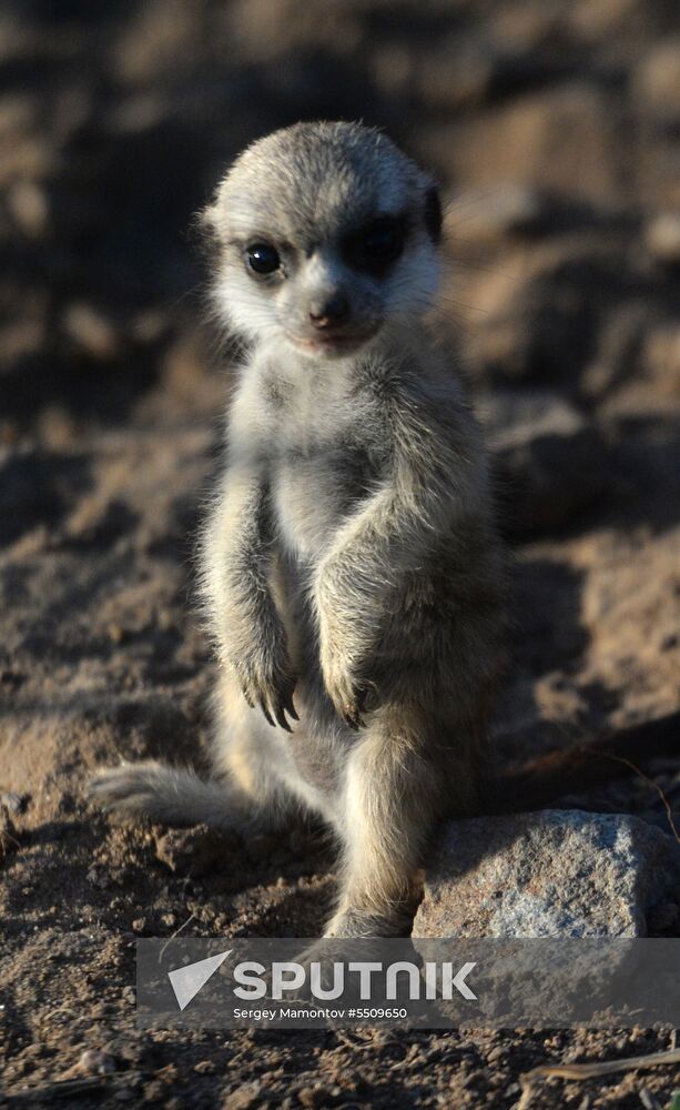 Meerkat and East Caucasian tur born at Moscow Zoo