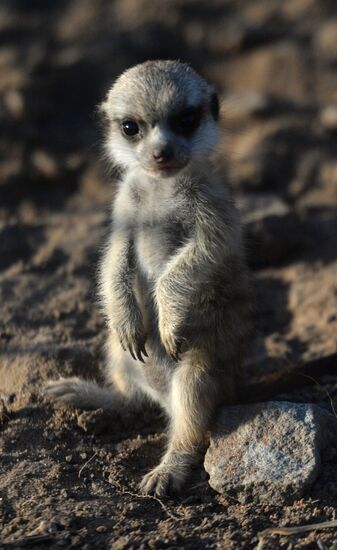 Meerkat and East Caucasian tur born at Moscow Zoo
