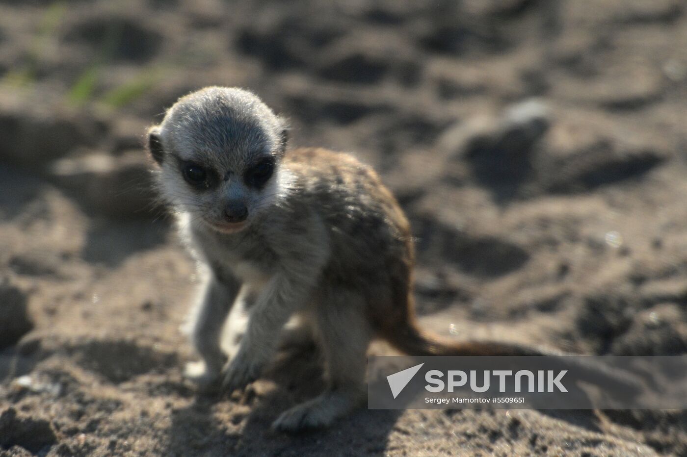 Meerkat and East Caucasian tur born at Moscow Zoo
