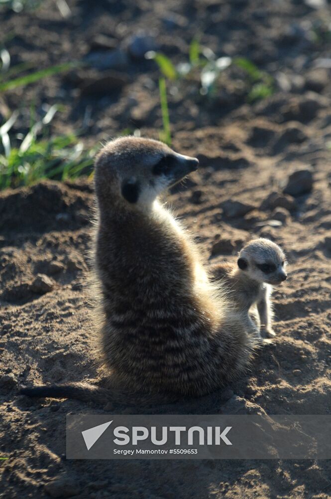 Meerkat and East Caucasian tur born at Moscow Zoo