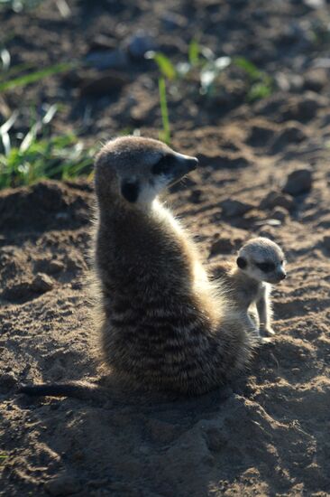 Meerkat and East Caucasian tur born at Moscow Zoo