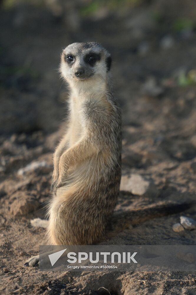 Meerkat and East Caucasian tur born at Moscow Zoo