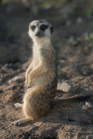 Meerkat and East Caucasian tur born at Moscow Zoo