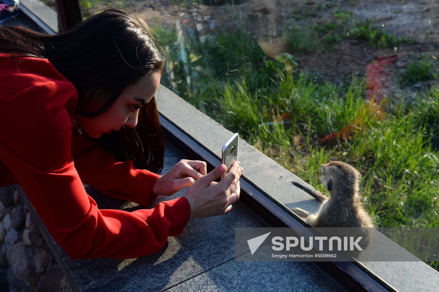 Meerkat and East Caucasian tur born at Moscow Zoo