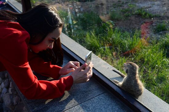 Meerkat and East Caucasian tur born at Moscow Zoo