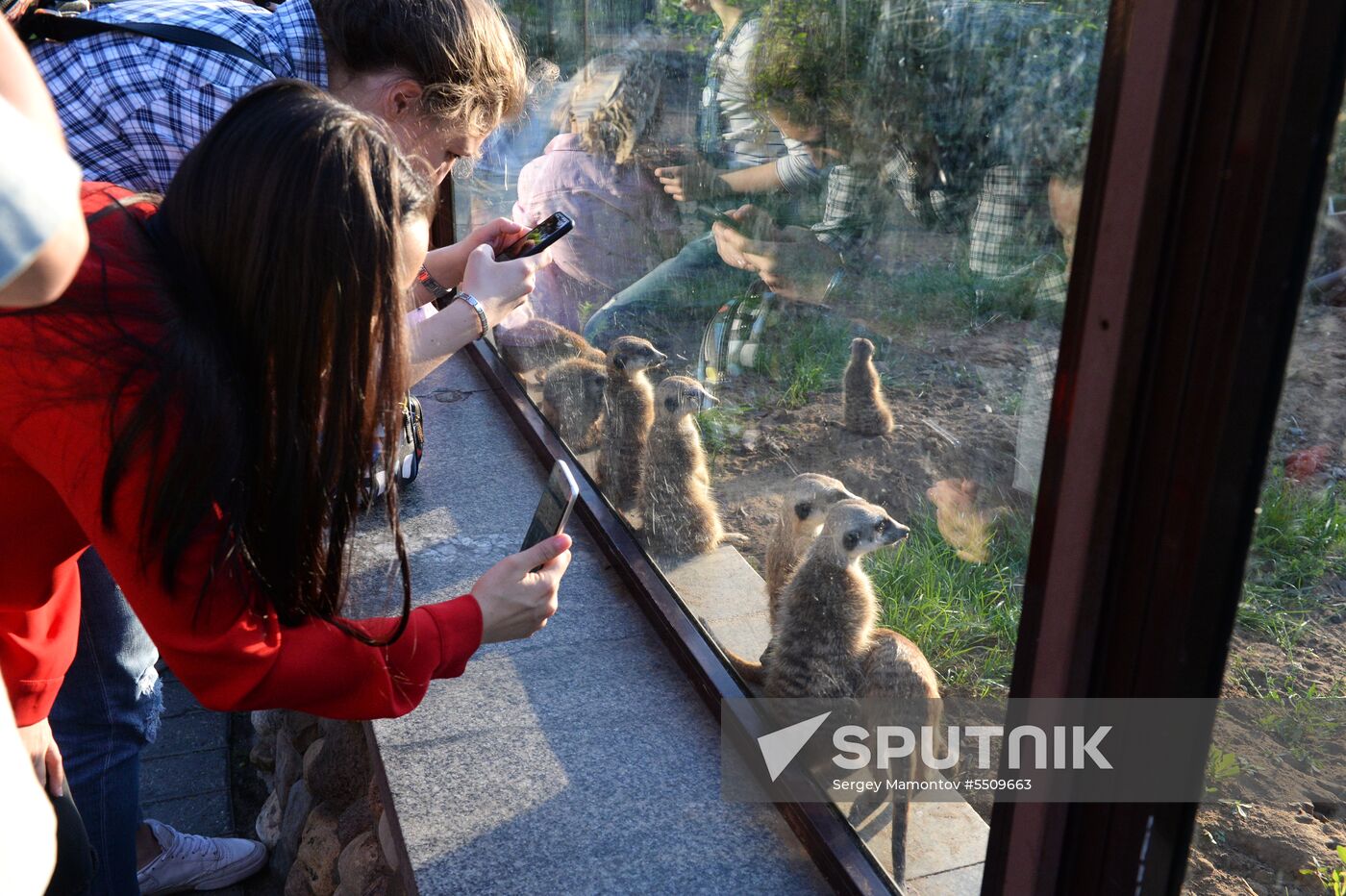 Meerkat and East Caucasian tur born at Moscow Zoo