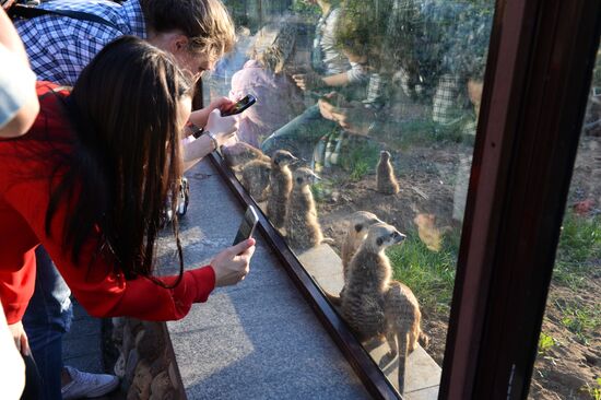 Meerkat and East Caucasian tur born at Moscow Zoo