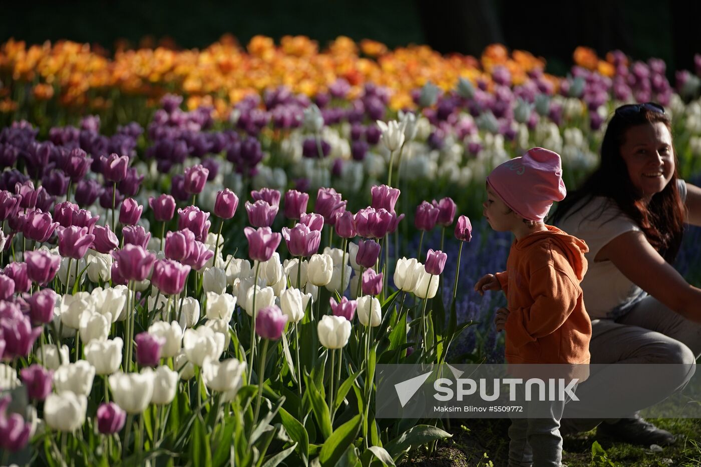 Tulip Festival in St. Petersburg