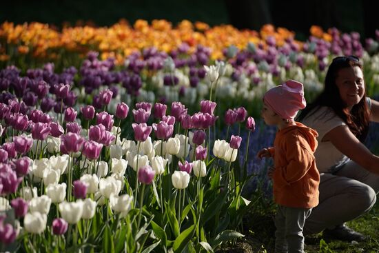 Tulip Festival in St. Petersburg