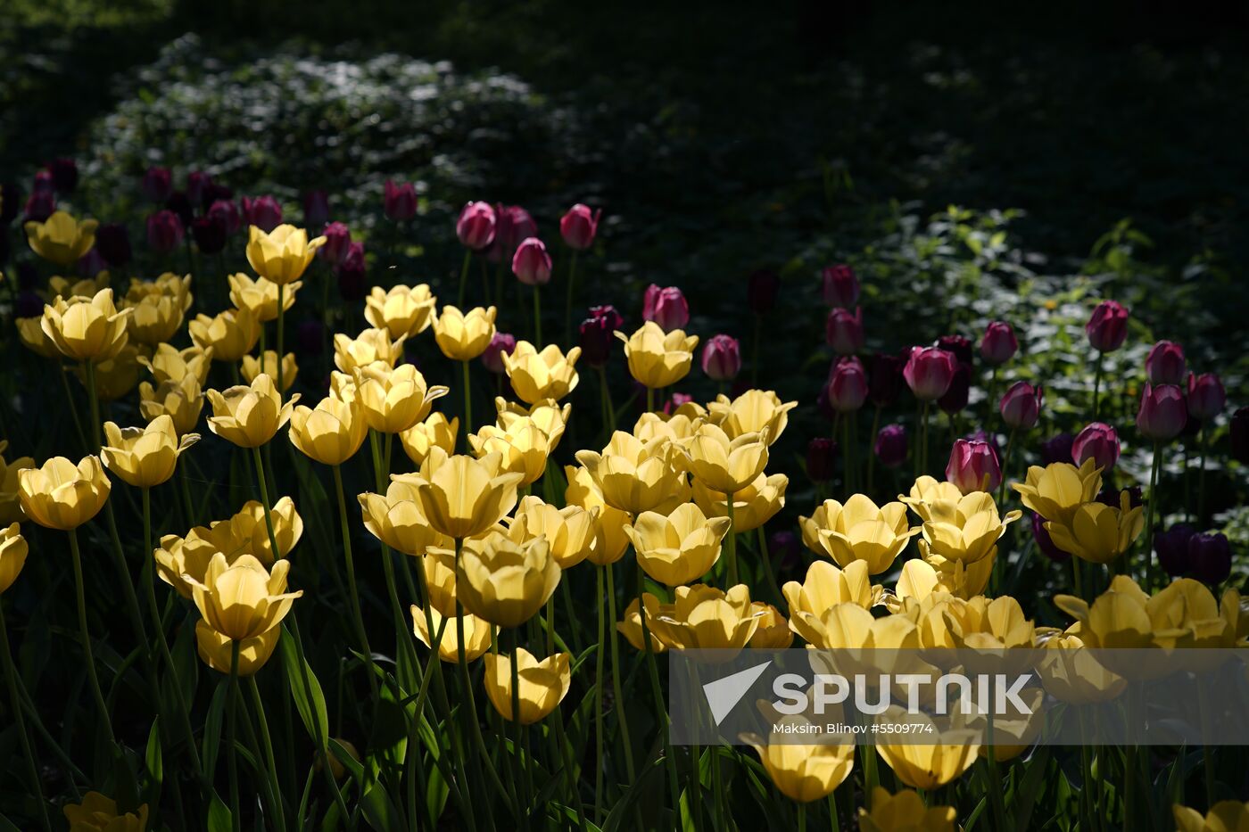 Tulip Festival in St. Petersburg