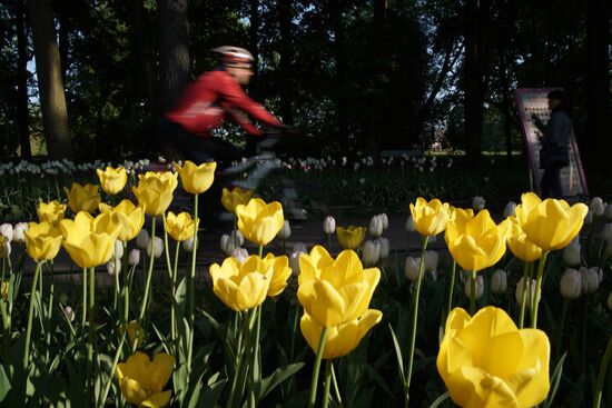 Tulip Festival in St. Petersburg