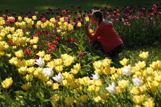 Tulip Festival in St. Petersburg